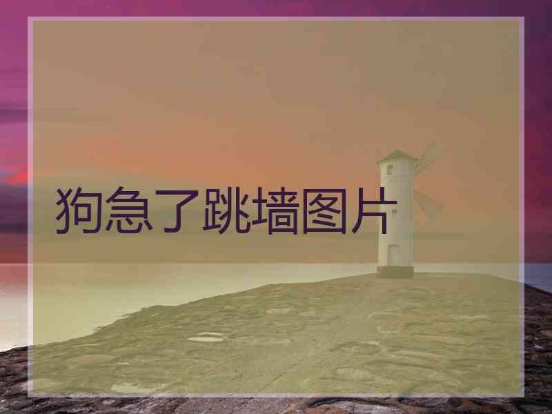 狗急了跳墙图片